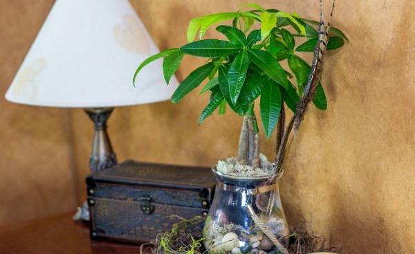 عکس گلهای ثروت