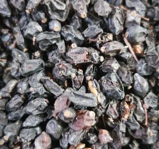 عکس زرشک آبی