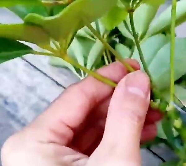 عکس زرشک آبی