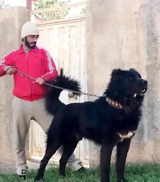 عکس سگ سرابی سیاه و سفید