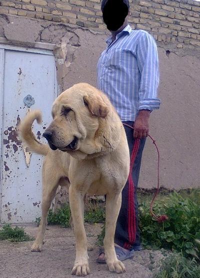 عکس سگ سرابی سیاه و سفید