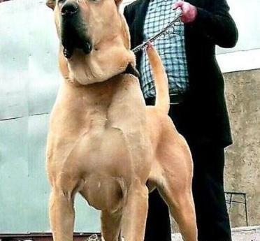 عکس سگ وحشی برای پروفایل
