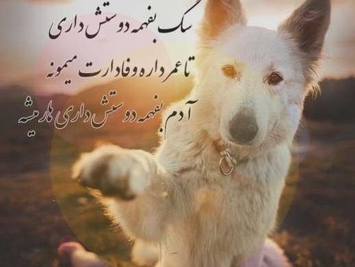 عکس سگ وحشی برای پروفایل