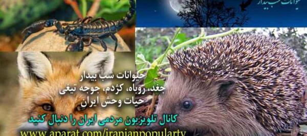 عکس حیوانات شب فعال