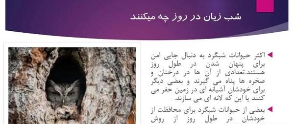 عکس حیوانات شب فعال