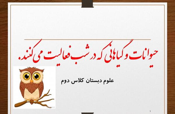 عکس حیوانات شب فعال
