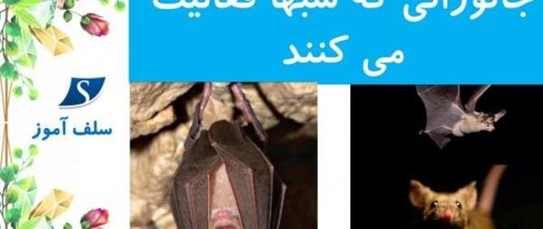 عکس حیوانات شب فعال