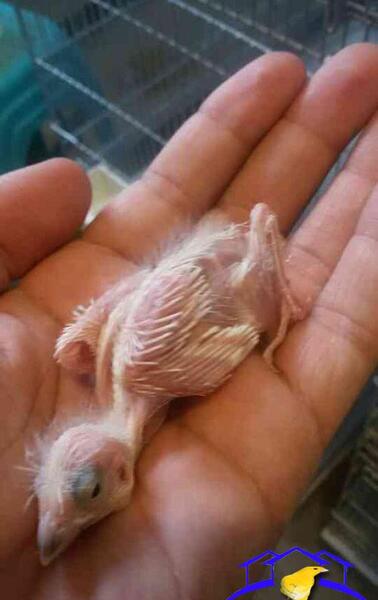 عکس بچه جوجه