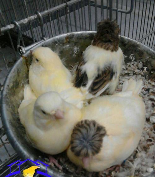 عکس بچه جوجه
