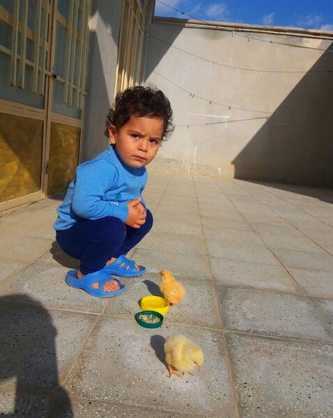 عکس بچه جوجه