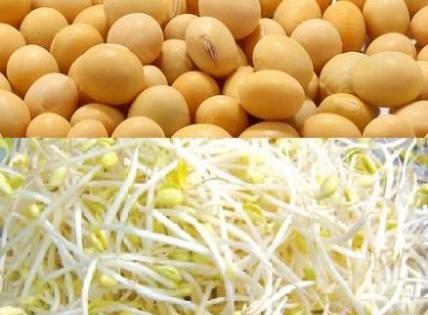 عکس سبزه سویا