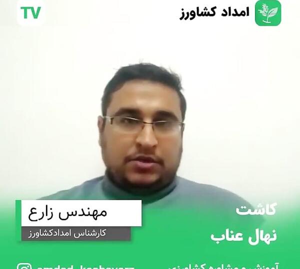 عکس سبزه سویا