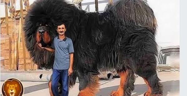 عکس سبزه سویا