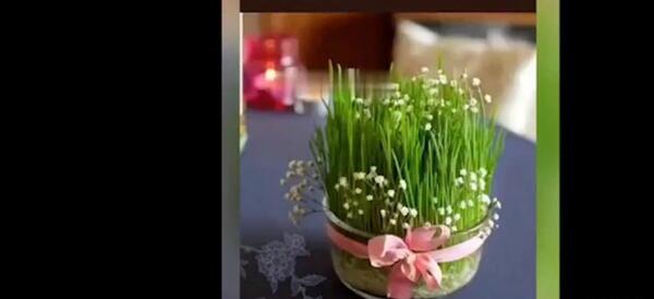 عکس سبزه سویا