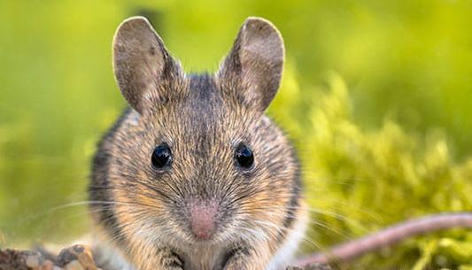 عکس موش عربی
