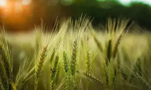 عکس زمین های کشاورزی