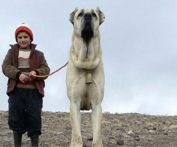 عکس سگ نژاد سرابی