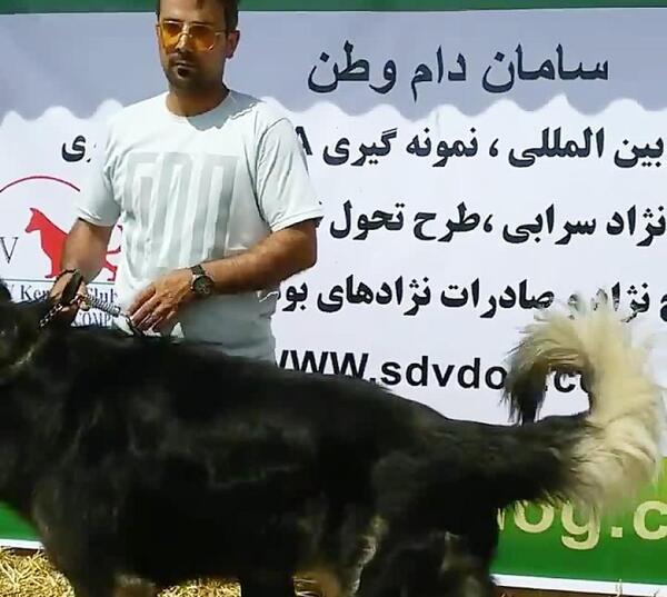 عکس سگ نژاد سرابی
