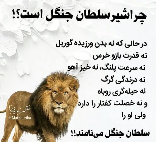 زیباترین عکس شیر جنگل برای پروفایل