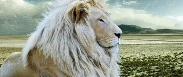 زیباترین عکس شیر جنگل برای پروفایل