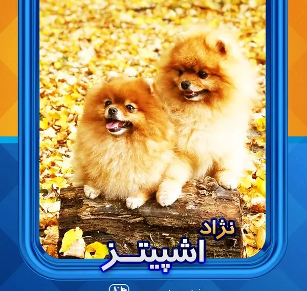 عکس سگ اشپیتز کراس