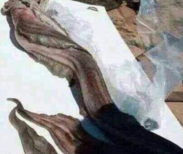 عکس پری دریایی واقعی قشنگ
