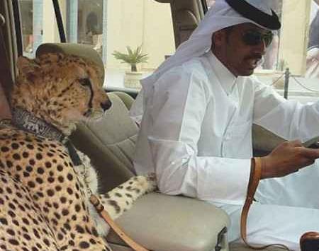 عکس جالب روباه