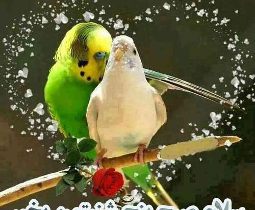 عکس صبح بخیر روز پنج شنبه