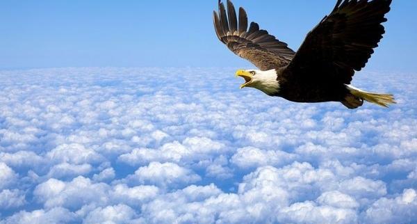 عکس عقاب دونفره