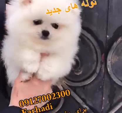 عکس کارتونی پامرانین