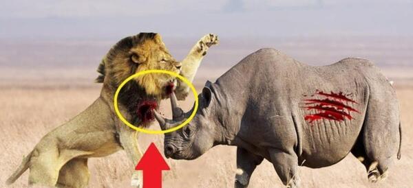 عکس ببر واقعی وحشی