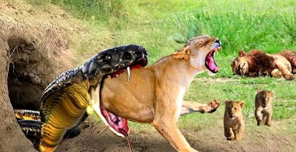 عکس ببر واقعی وحشی