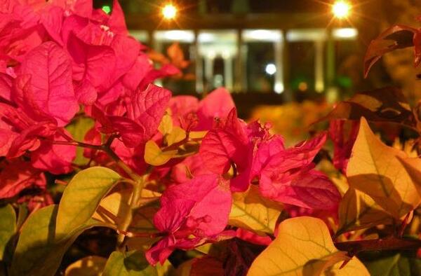 عکس پاییز حافظیه