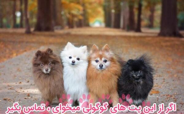 عکس سگ پامرانین با کیفیت بالا