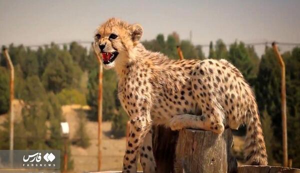 عکس پیروز