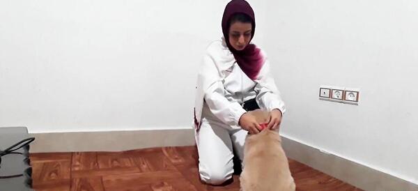 عکس قلاده سگ پشمالو