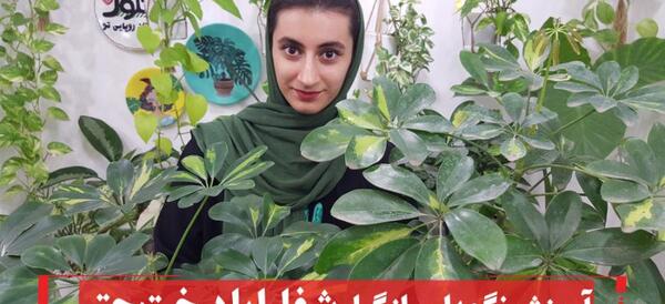 عکس گل شفلرا
