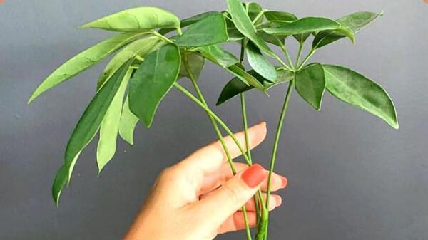عکس گل شفلرا