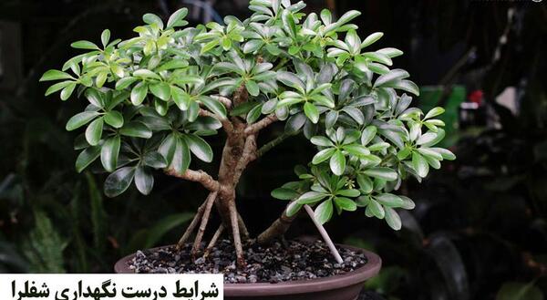 عکس گل شفلرا