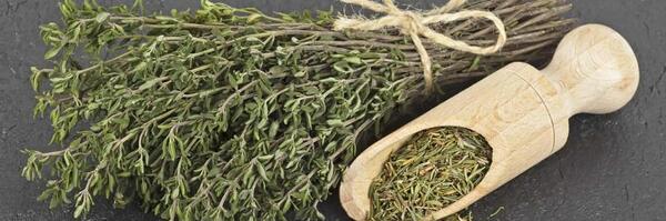 عکس تصویر اویشن شیرازی