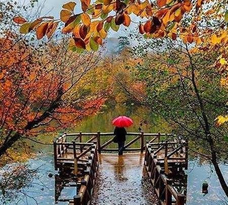 عکس روباه در حیات
