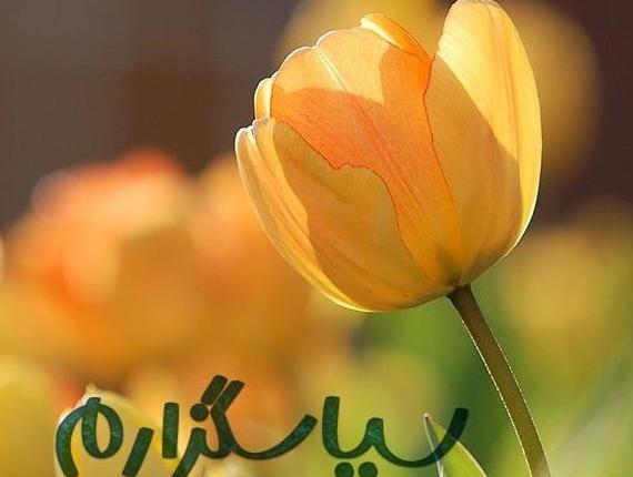 عکس روباه در حیات