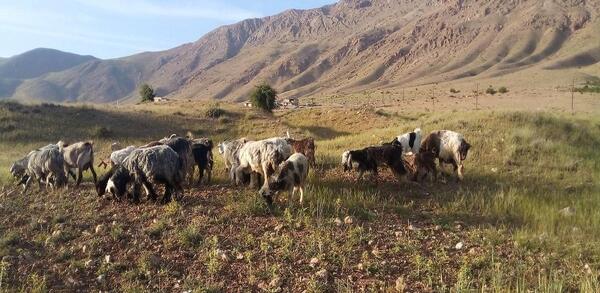 عکس روستای آزادلو
