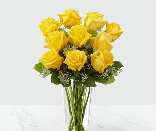 عکس گل رز زرد هلندی