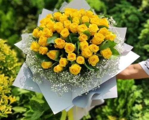 عکس گل رز زرد هلندی
