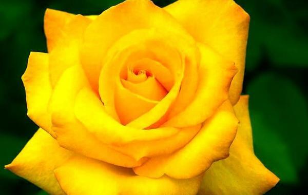 عکس گل رز زرد هلندی