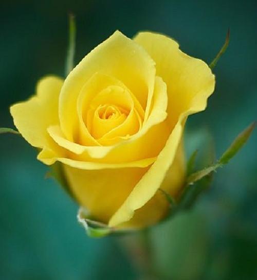 عکس گل رز زرد هلندی
