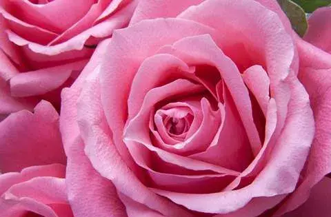 عکس گل رز زرد هلندی
