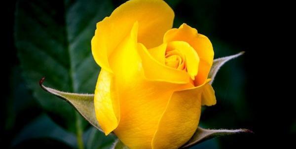 عکس گل رز زرد هلندی