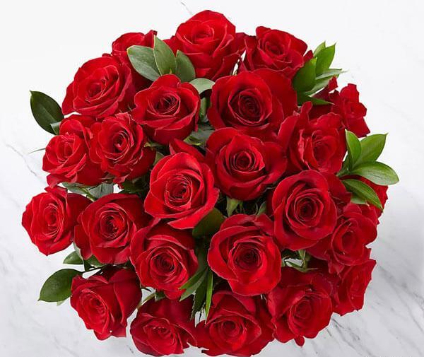 عکس گل رز زرد هلندی